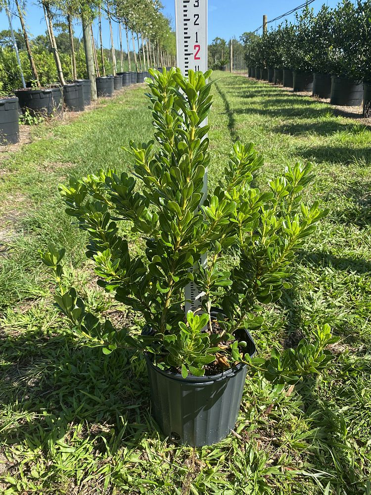 pittosporum-tobira-japanese-cheesewood