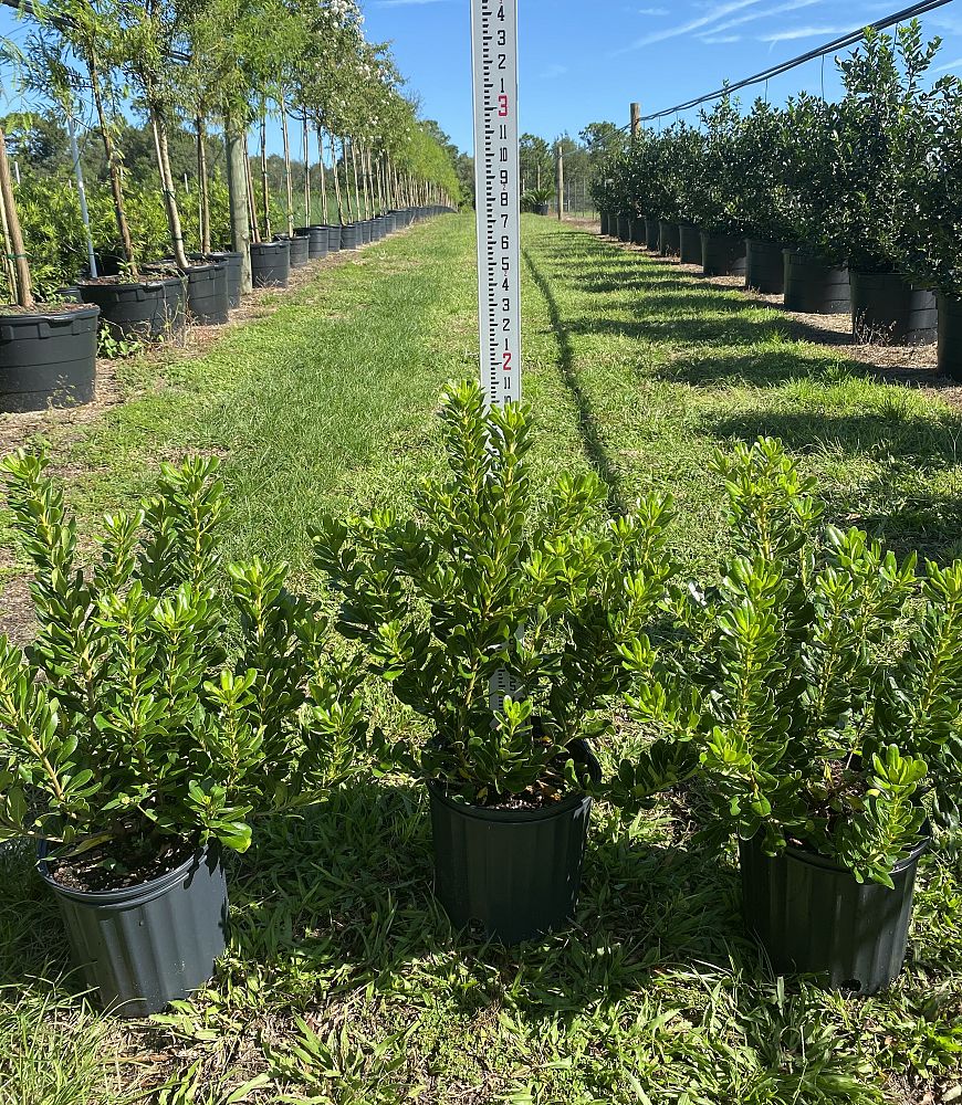 pittosporum-tobira-japanese-cheesewood