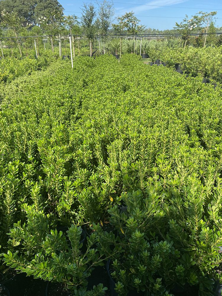 pittosporum-tobira-japanese-cheesewood