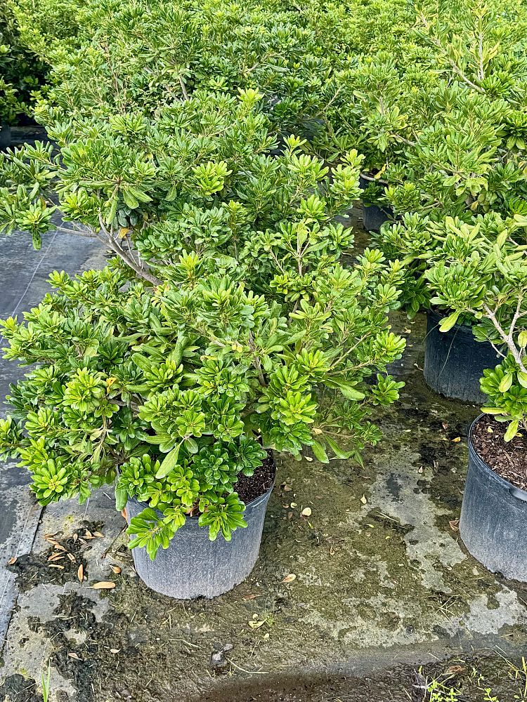 pittosporum-tobira-japanese-cheesewood
