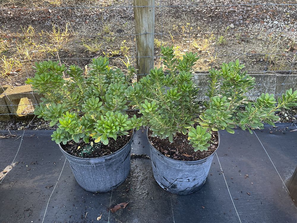 pittosporum-tobira-japanese-cheesewood