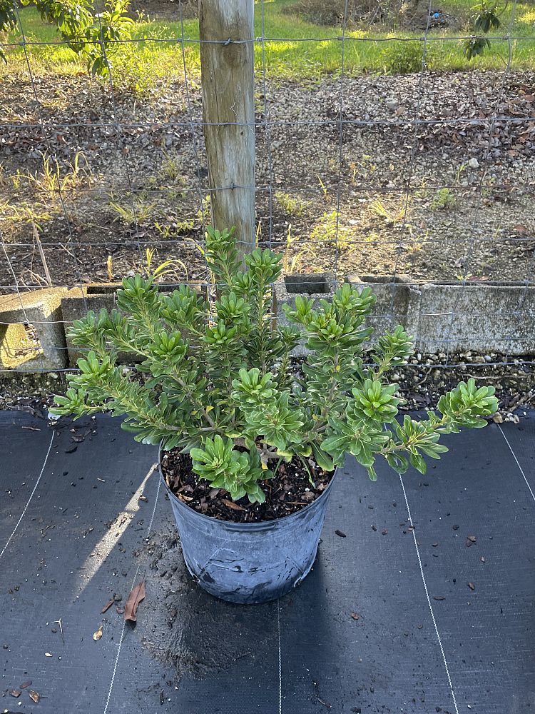 pittosporum-tobira-japanese-cheesewood