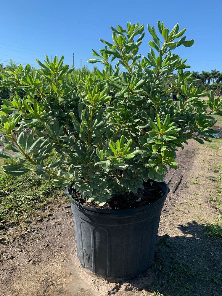 pittosporum-tobira-laura-lee-japanese-cheesewood-dwarf-variegated
