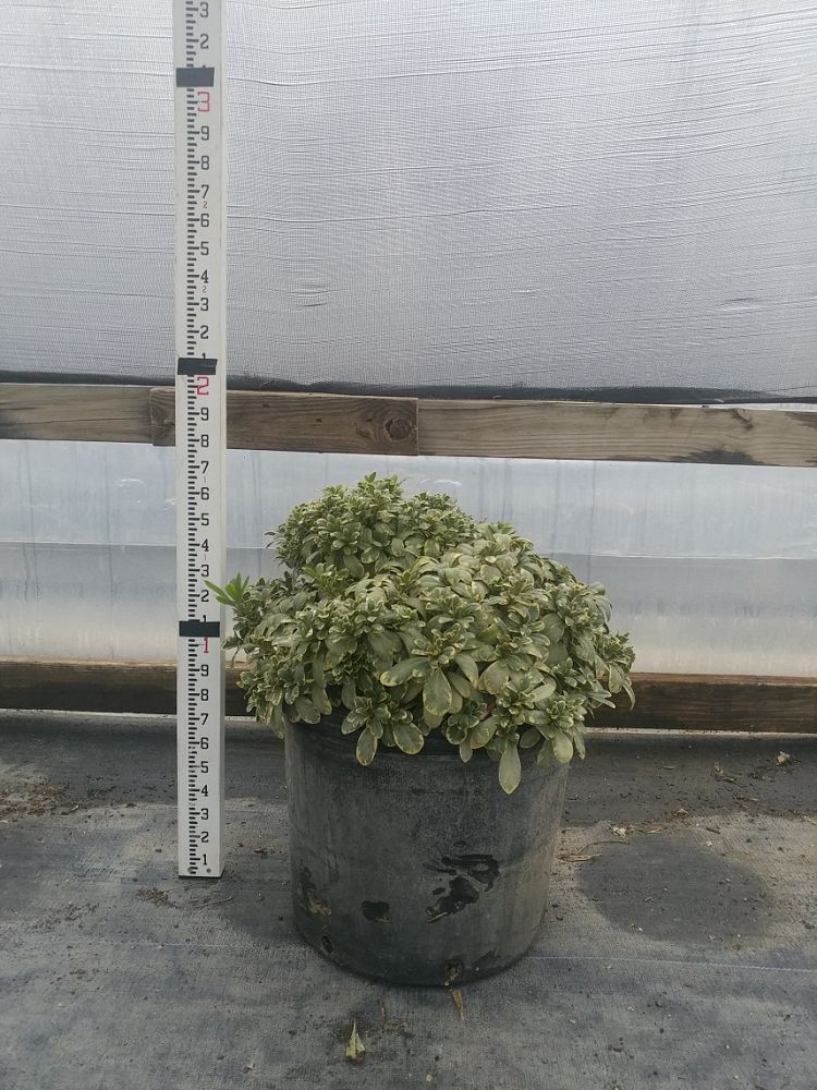 pittosporum-tobira-laura-lee-japanese-cheesewood-dwarf-variegated