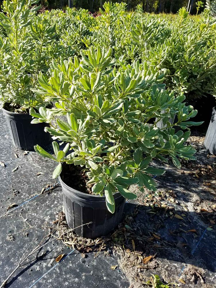 pittosporum-tobira-laura-lee-japanese-cheesewood-dwarf-variegated