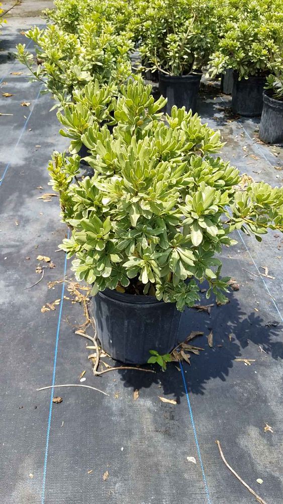 pittosporum-tobira-laura-lee-japanese-cheesewood-dwarf-variegated
