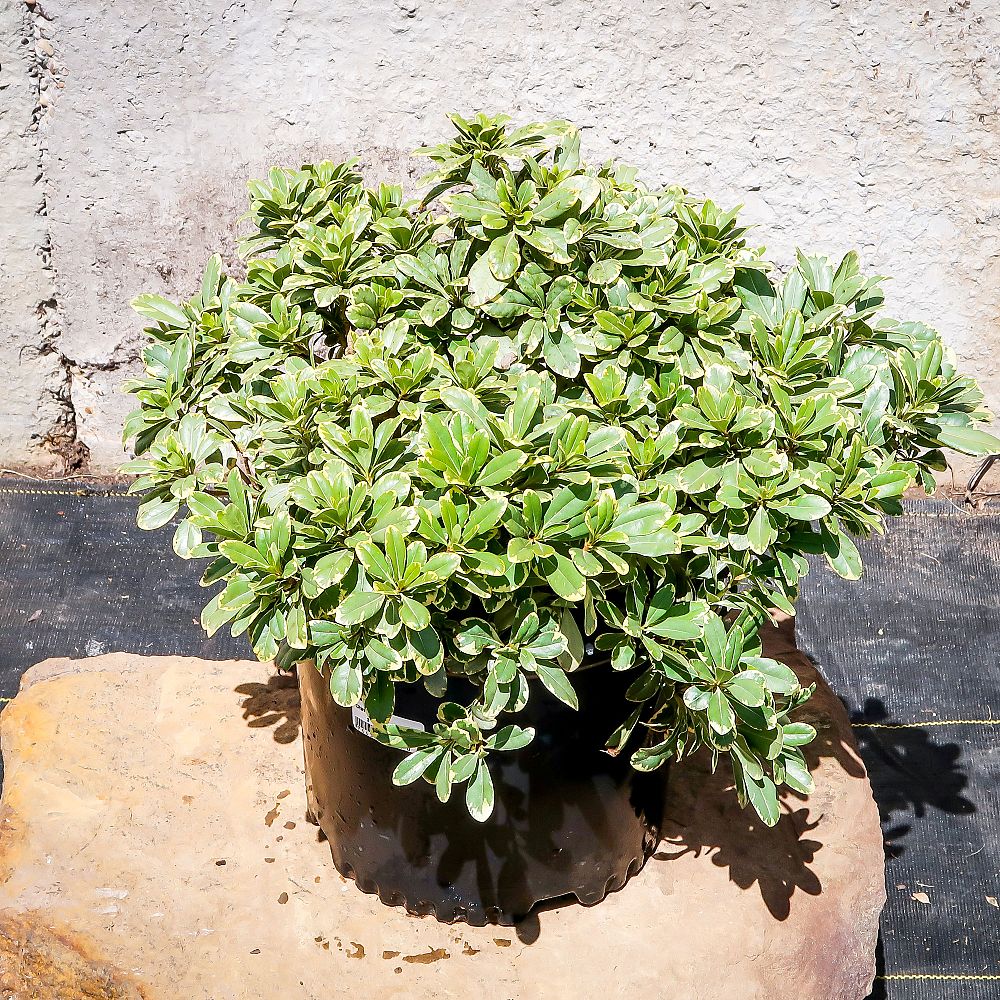 pittosporum-tobira-laura-lee-japanese-cheesewood-dwarf-variegated