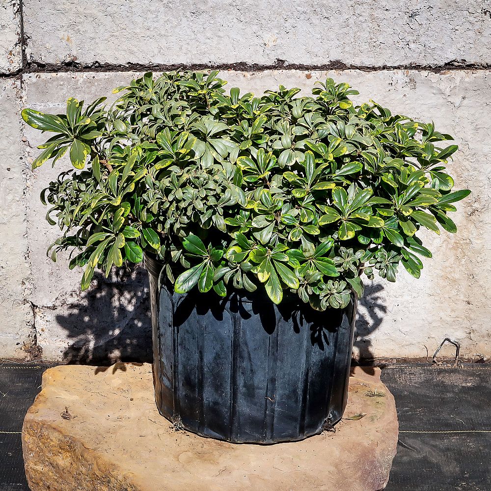 pittosporum-tobira-laura-lee-japanese-cheesewood-dwarf-variegated