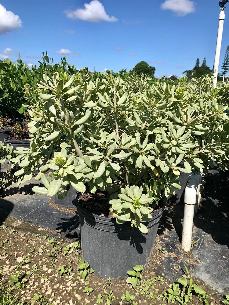 pittosporum-tobira-laura-lee-japanese-cheesewood-dwarf-variegated