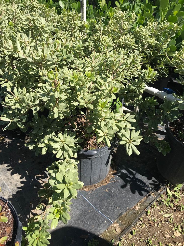 pittosporum-tobira-laura-lee-japanese-cheesewood-dwarf-variegated