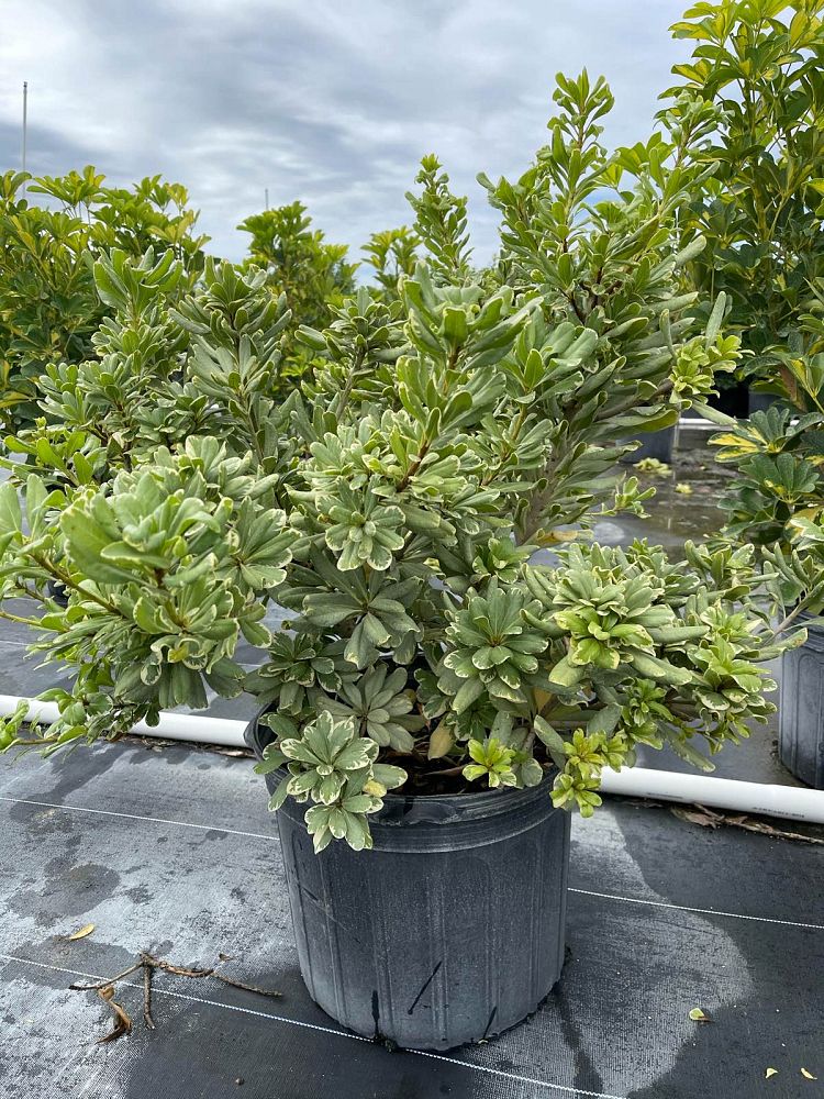 pittosporum-tobira-laura-lee-japanese-cheesewood-dwarf-variegated