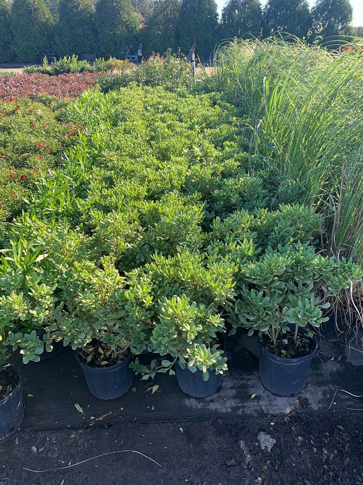 pittosporum-tobira-laura-lee-japanese-cheesewood-dwarf-variegated