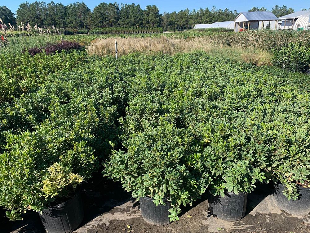 pittosporum-tobira-laura-lee-japanese-cheesewood-dwarf-variegated