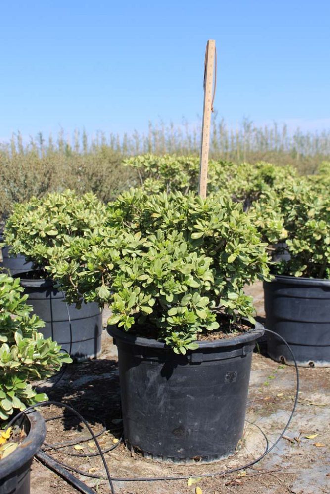 pittosporum-tobira-laura-lee-japanese-cheesewood-dwarf-variegated
