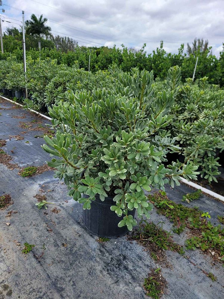pittosporum-tobira-laura-lee-japanese-cheesewood-dwarf-variegated