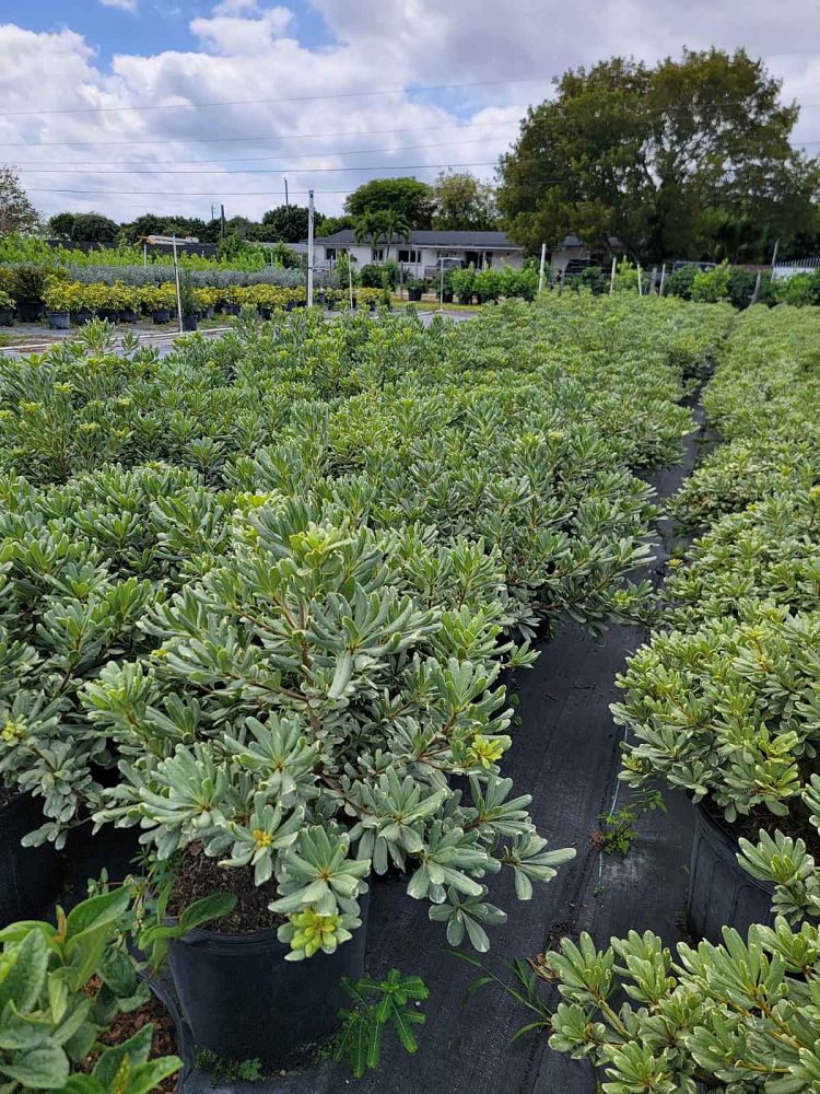 pittosporum-tobira-laura-lee-japanese-cheesewood-dwarf-variegated