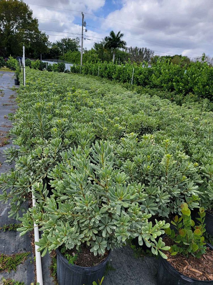 pittosporum-tobira-laura-lee-japanese-cheesewood-dwarf-variegated