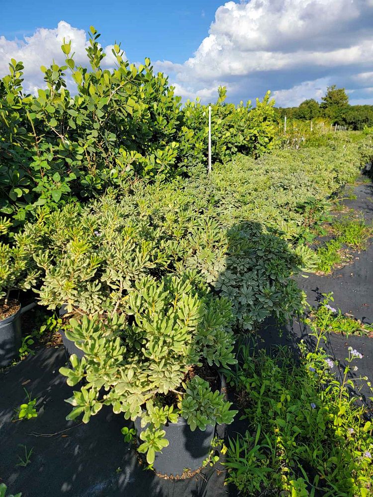 pittosporum-tobira-laura-lee-japanese-cheesewood-dwarf-variegated