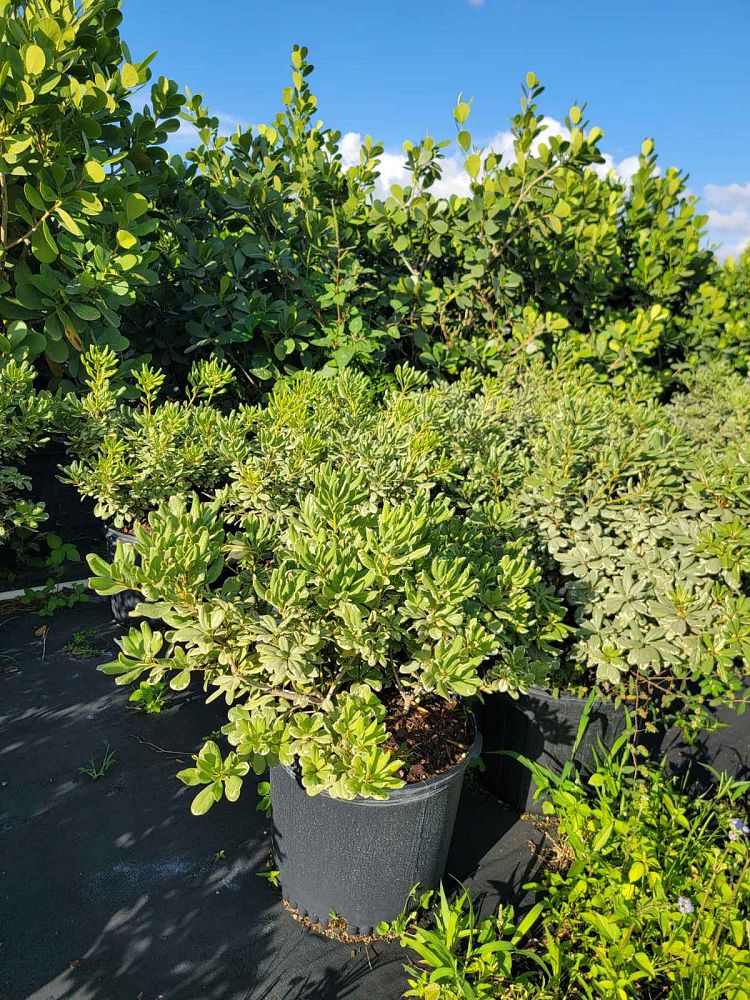 pittosporum-tobira-laura-lee-japanese-cheesewood-dwarf-variegated