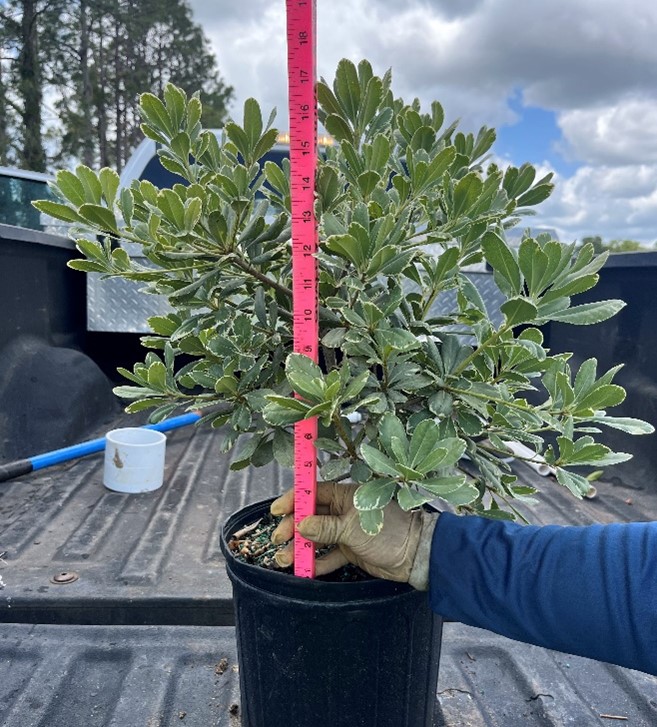 pittosporum-tobira-laura-lee-japanese-cheesewood-dwarf-variegated