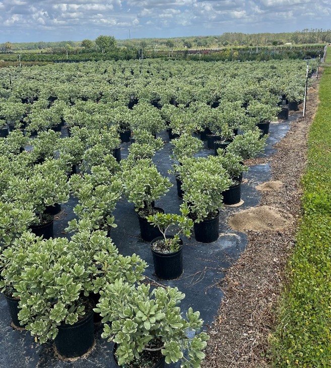 pittosporum-tobira-laura-lee-japanese-cheesewood-dwarf-variegated