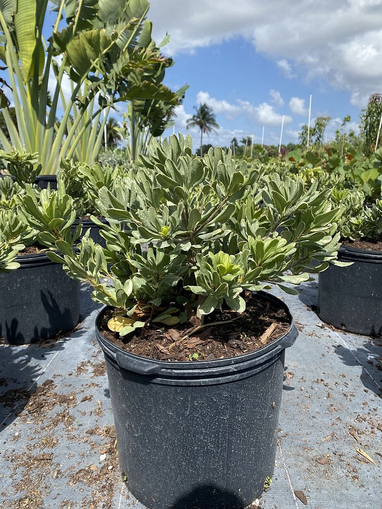 pittosporum-tobira-laura-lee-japanese-cheesewood-dwarf-variegated