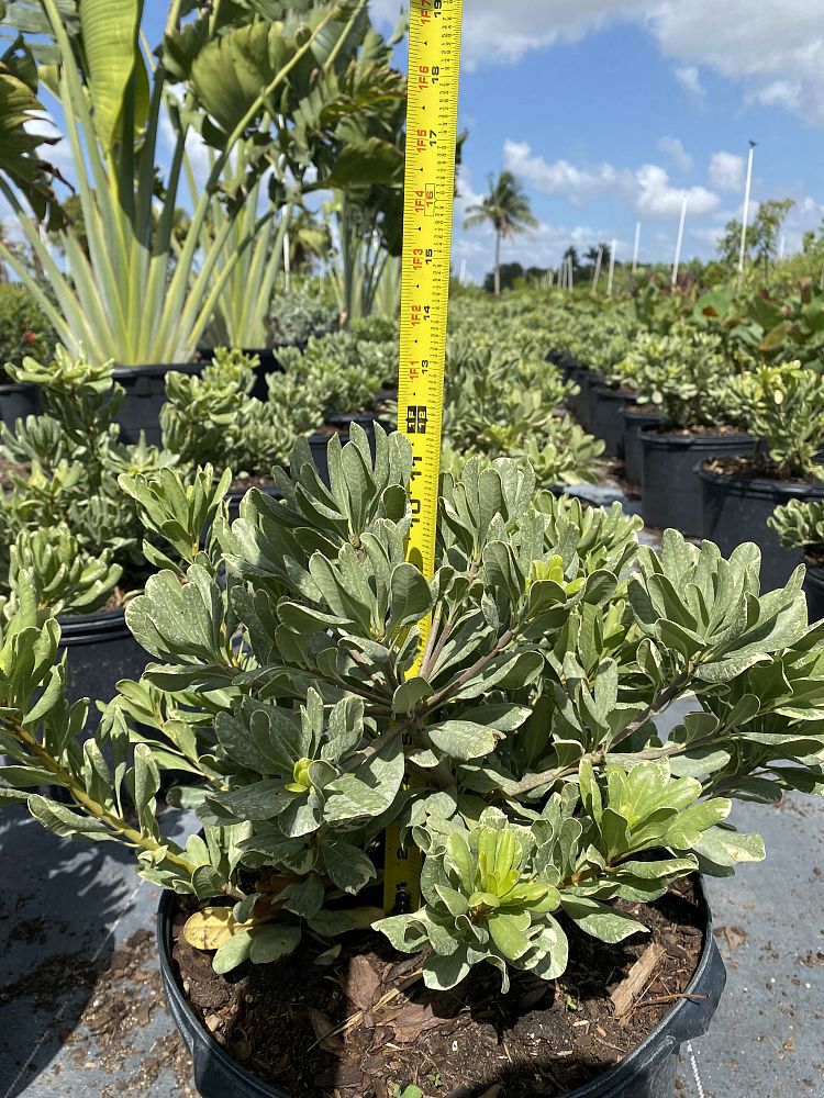 pittosporum-tobira-laura-lee-japanese-cheesewood-dwarf-variegated