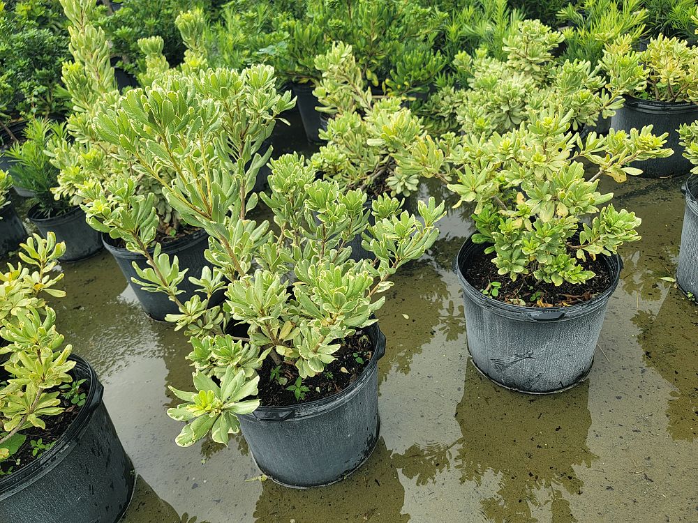 pittosporum-tobira-laura-lee-japanese-cheesewood-dwarf-variegated