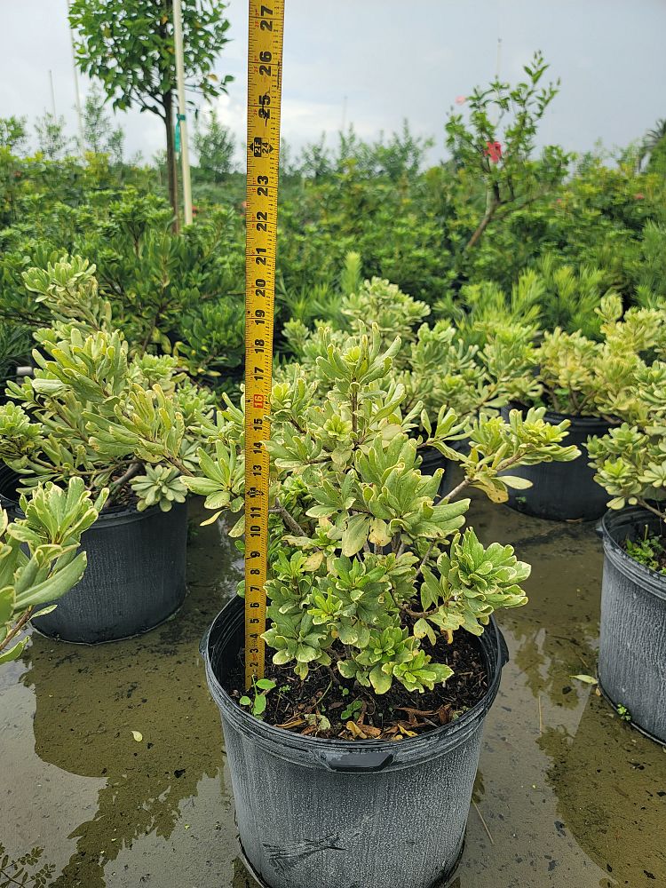 pittosporum-tobira-laura-lee-japanese-cheesewood-dwarf-variegated