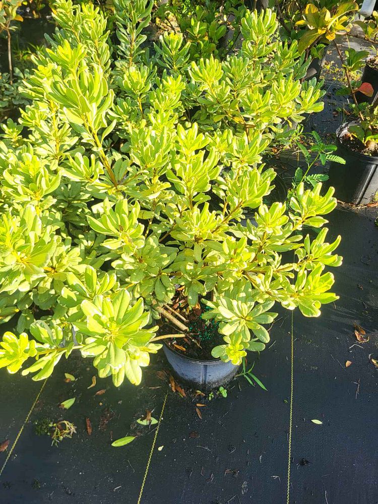 pittosporum-tobira-laura-lee-japanese-cheesewood-dwarf-variegated
