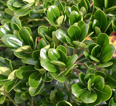 pittosporum-tobira-louisiana-compacta-japanese-cheesewood