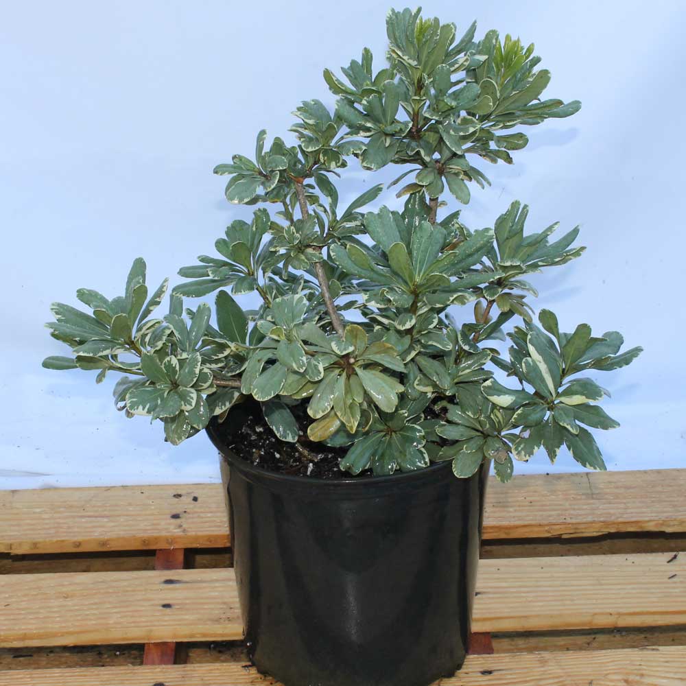 pittosporum-tobira-variegata-japanese-cheesewood