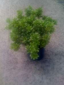 pittosporum-tobira-variegata-japanese-cheesewood