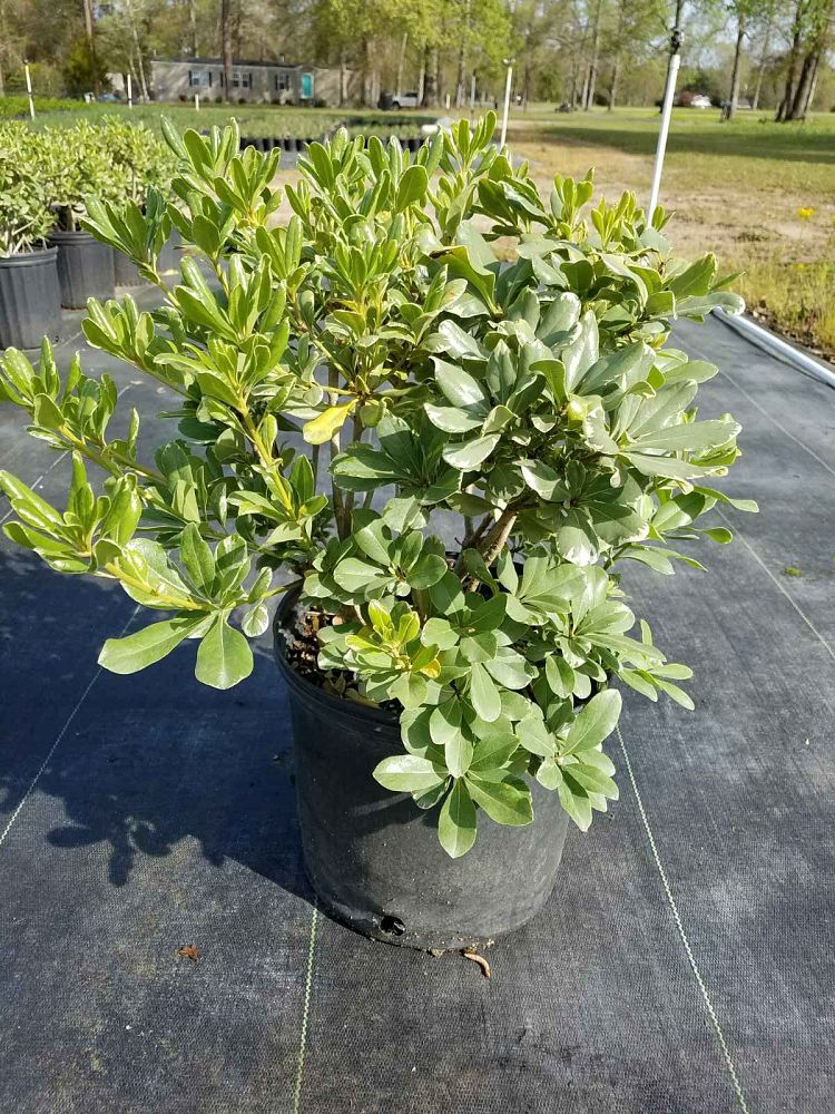 pittosporum-tobira-variegata-japanese-cheesewood