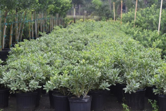 pittosporum-tobira-variegata-japanese-cheesewood