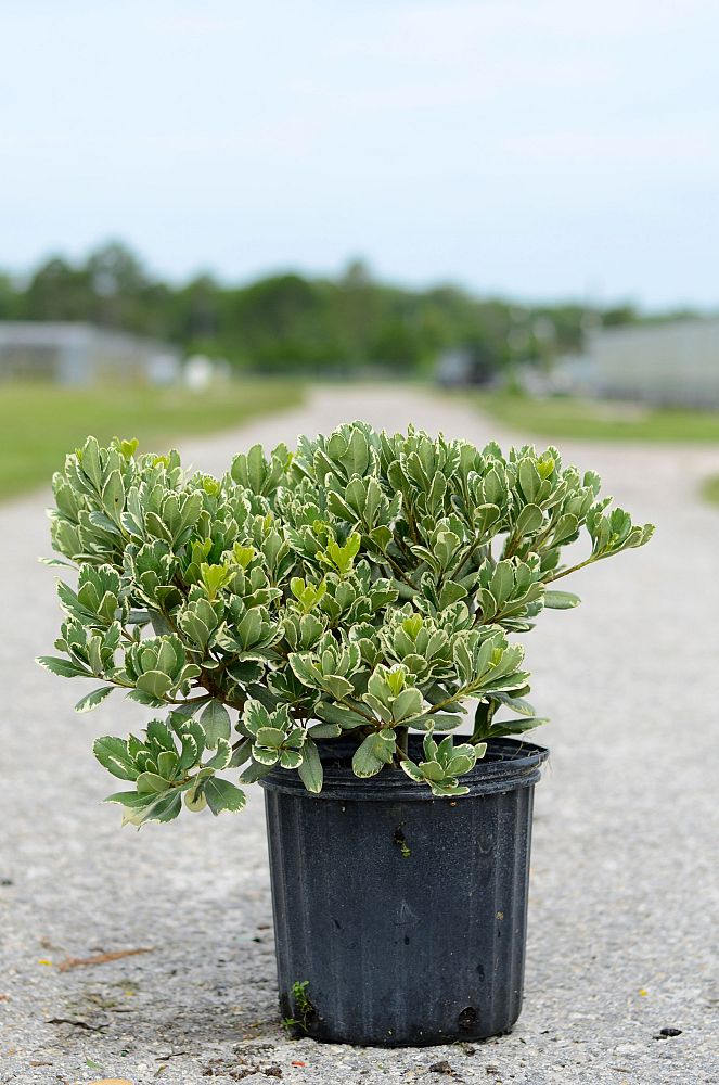 pittosporum-tobira-variegata-japanese-cheesewood