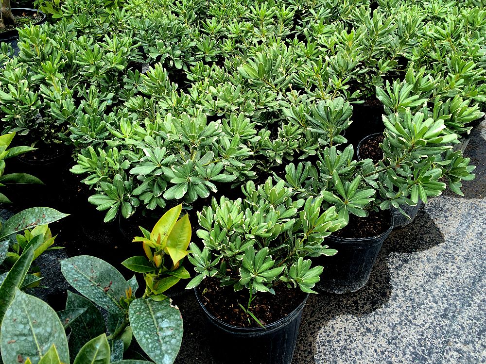 pittosporum-tobira-variegata-japanese-cheesewood