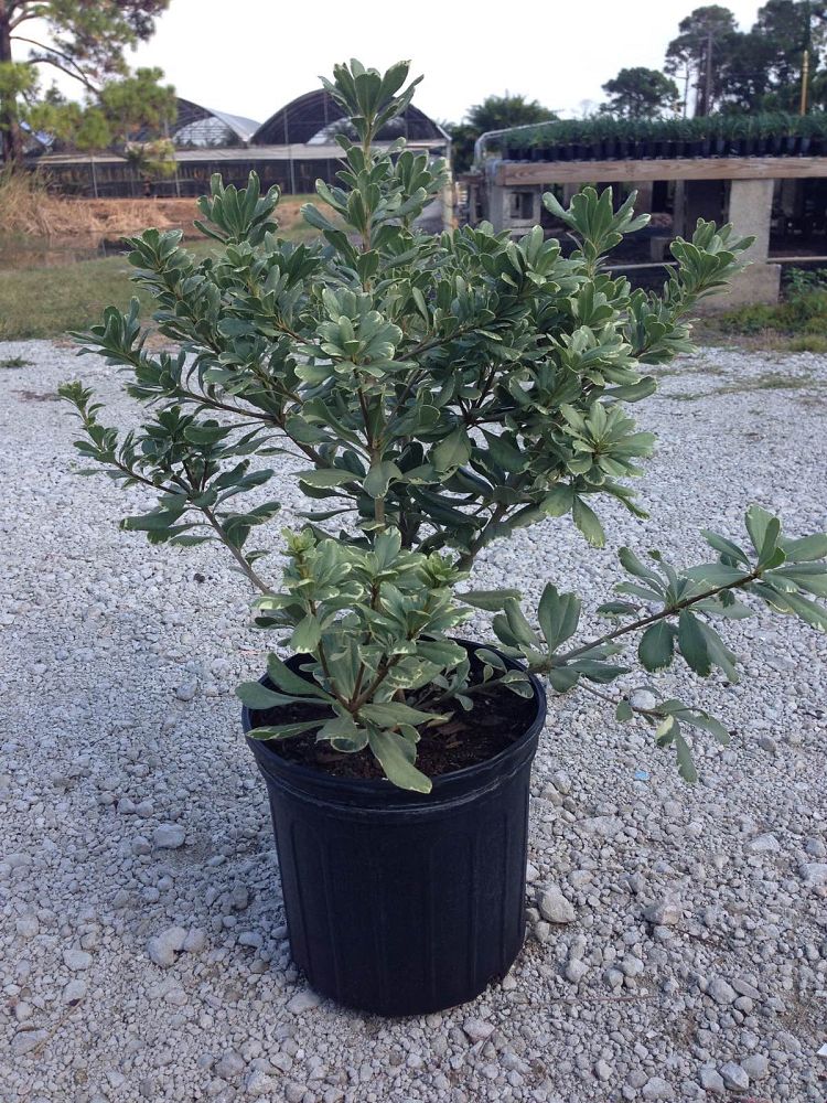 pittosporum-tobira-variegata-japanese-cheesewood