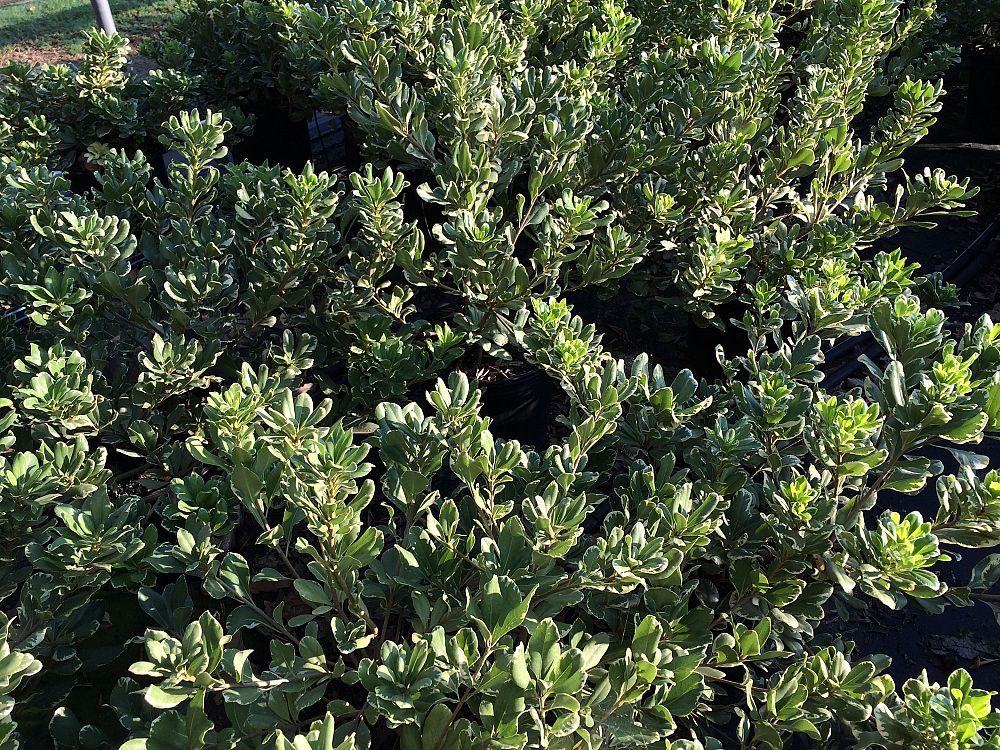 pittosporum-tobira-variegata-japanese-cheesewood