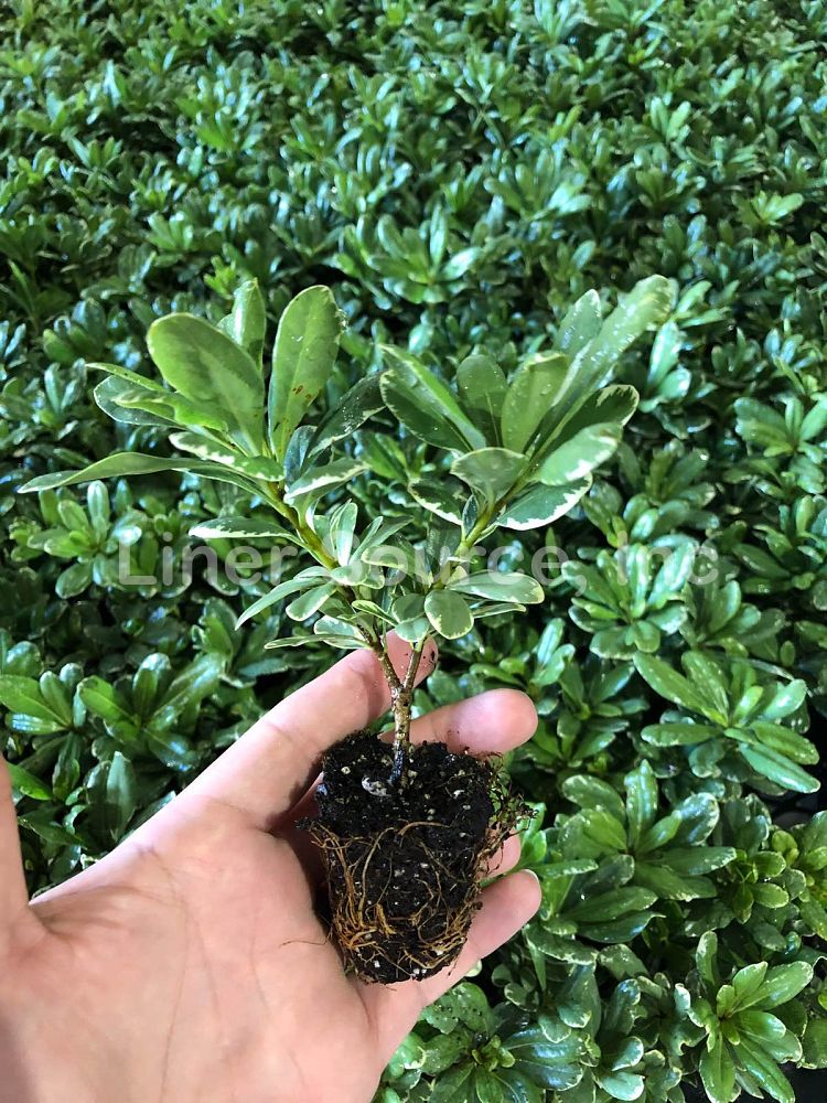 pittosporum-tobira-variegata-japanese-cheesewood