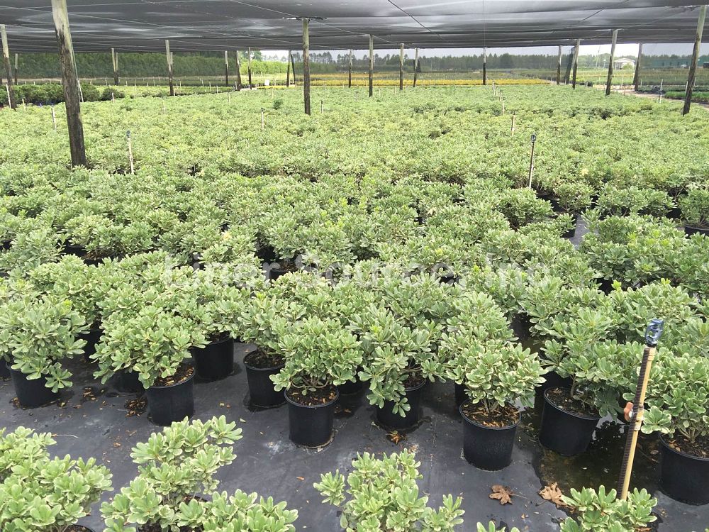 pittosporum-tobira-variegata-japanese-cheesewood