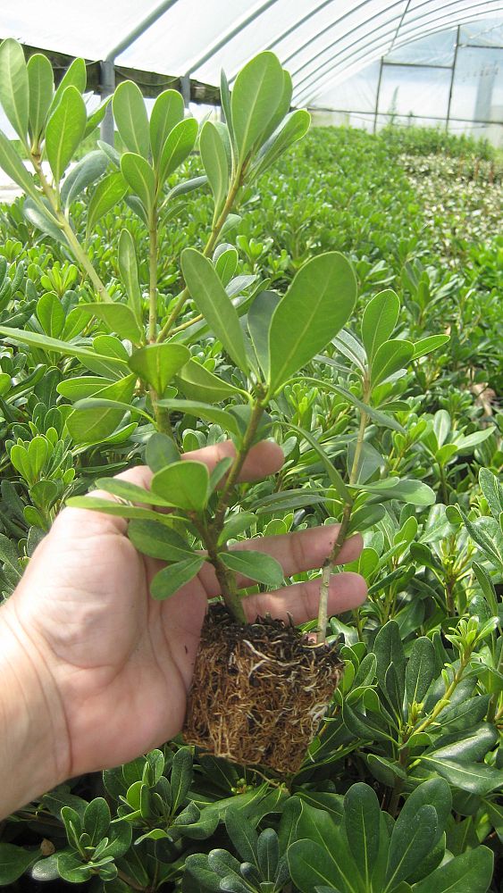 pittosporum-tobira-variegata-japanese-cheesewood