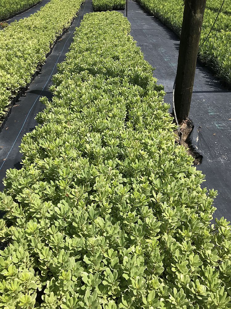 pittosporum-tobira-variegata-japanese-cheesewood