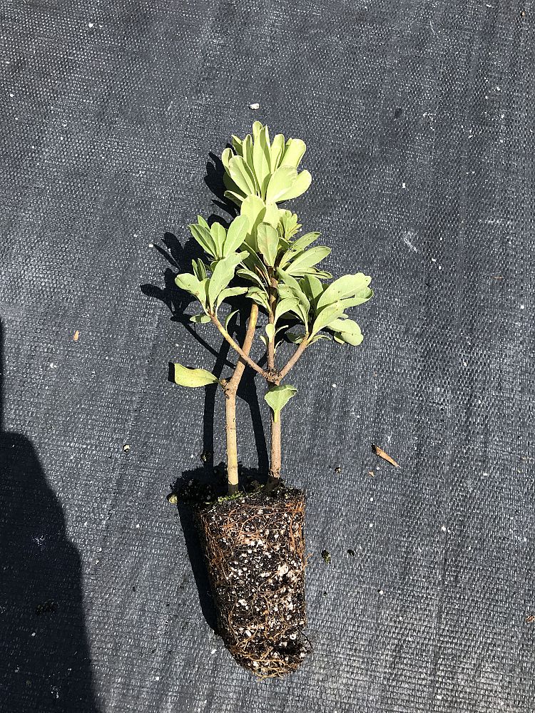 pittosporum-tobira-variegata-japanese-cheesewood