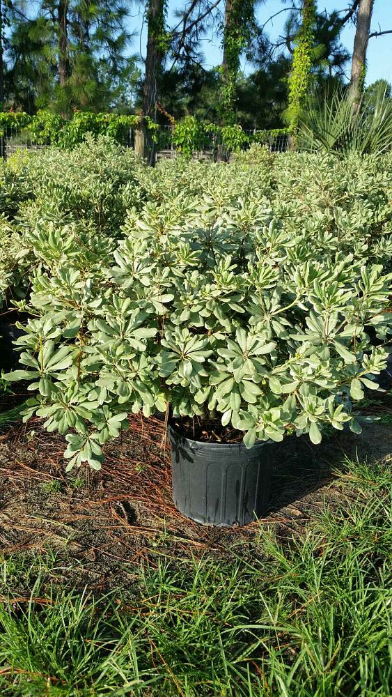 pittosporum-tobira-variegata-japanese-cheesewood