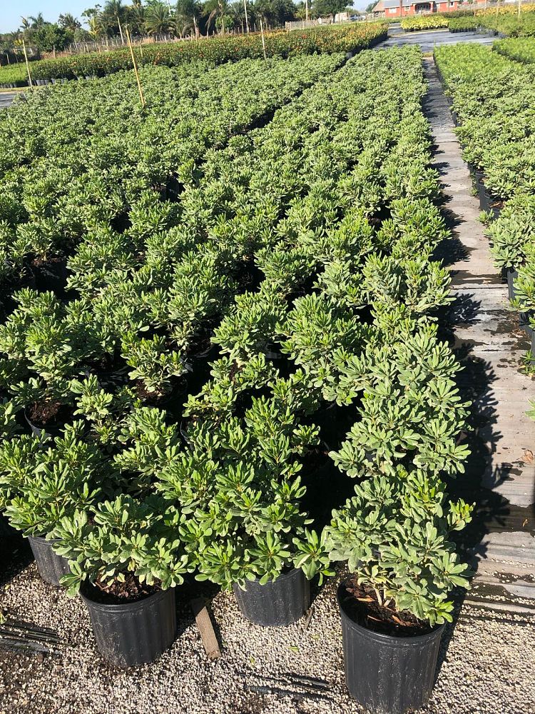 pittosporum-tobira-variegata-japanese-cheesewood