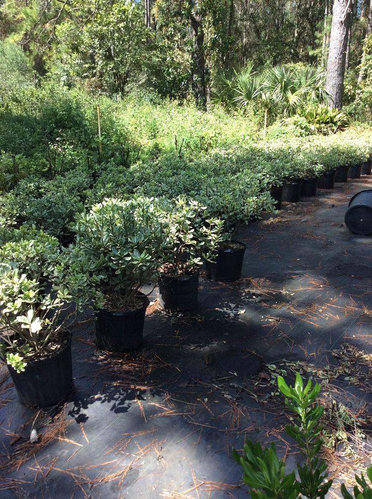 pittosporum-tobira-variegata-japanese-cheesewood