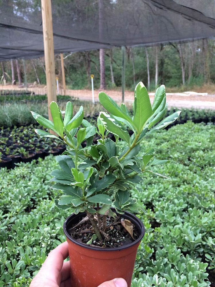 pittosporum-tobira-variegata-japanese-cheesewood