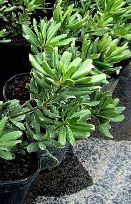 pittosporum-tobira-variegata-japanese-cheesewood
