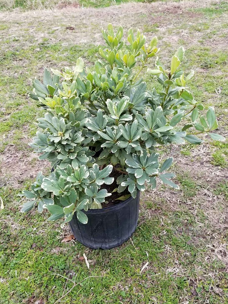 pittosporum-tobira-variegata-japanese-cheesewood